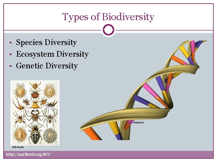 Types of Biodiversity • Species Diversity • Ecosystem Diversity • Genetic Diversity wikipedia Wikimedia