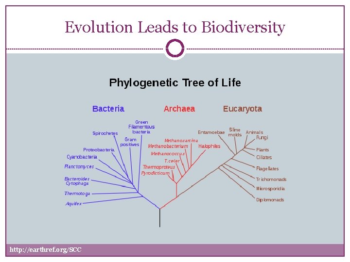 Evolution Leads to Biodiversity http: //earthref. org/SCC 