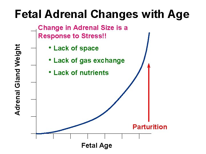 Fetal Adrenal Changes with Age Adrenal Gland Weight Change in Adrenal Size is a
