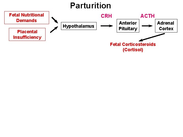 Parturition Fetal Nutritional Demands CRH Hypothalamus Placental Insufficiency ACTH Anterior Pituitary Fetal Corticosteroids (Cortisol)