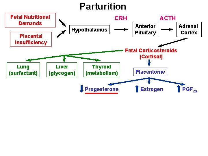 Parturition Fetal Nutritional Demands CRH Hypothalamus Placental Insufficiency ACTH Anterior Pituitary Adrenal Cortex Fetal