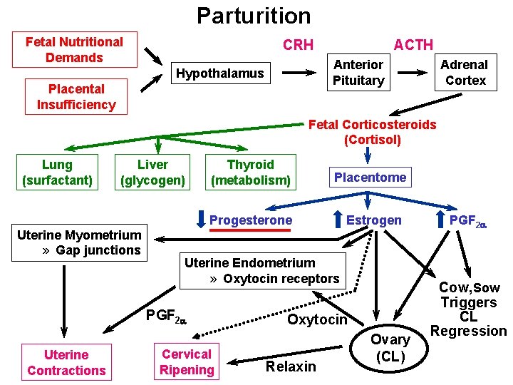 Parturition Fetal Nutritional Demands CRH ACTH Anterior Pituitary Hypothalamus Placental Insufficiency Adrenal Cortex Fetal