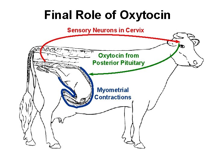 Final Role of Oxytocin Sensory Neurons in Cervix Oxytocin from Posterior Pituitary Myometrial Contractions
