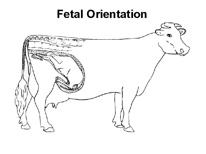 Fetal Orientation 