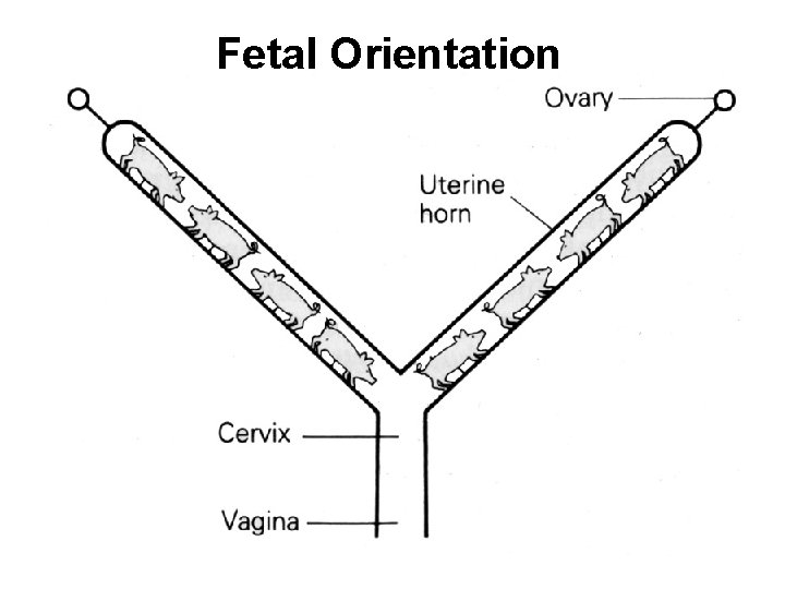 Fetal Orientation 