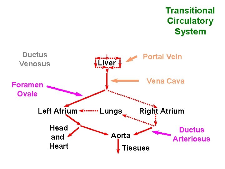 Transitional Circulatory System Ductus Venosus Portal Vein Liver Vena Cava Foramen Ovale Left Atrium