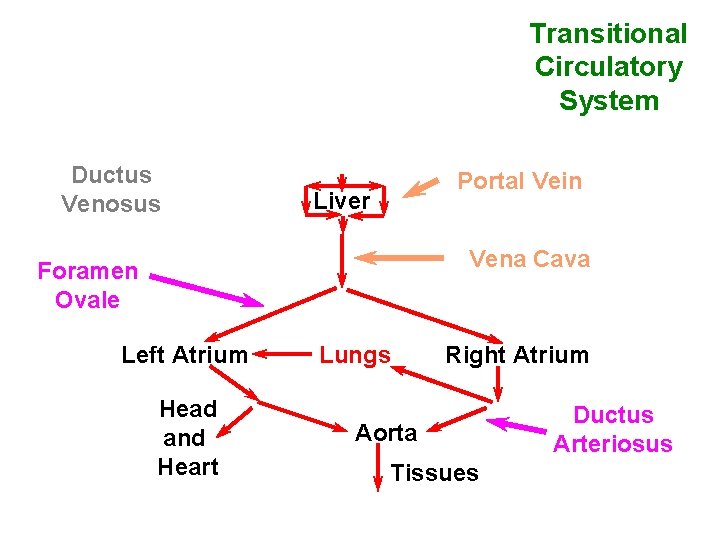 Transitional Circulatory System Ductus Venosus Portal Vein Liver Vena Cava Foramen Ovale Left Atrium