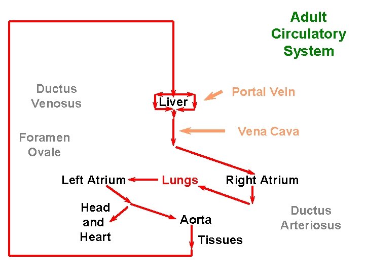Adult Circulatory System Ductus Venosus Portal Vein Liver Vena Cava Foramen Ovale Left Atrium