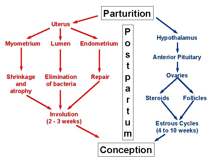Parturition Uterus Myometrium Shrinkage and atrophy Lumen Endometrium Elimination of bacteria Involution (2 -