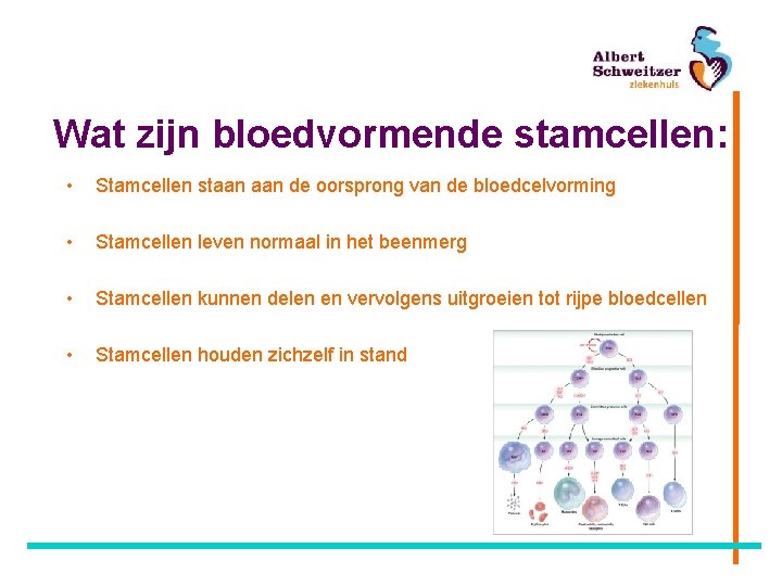 Wat zijn bloedvormende stamcellen: • Stamcellen staan de oorsprong van de bloedcelvorming • Stamcellen