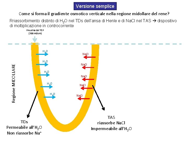 Versione semplice Come si forma il gradiente osmotico verticale nella regione midollare del rene?