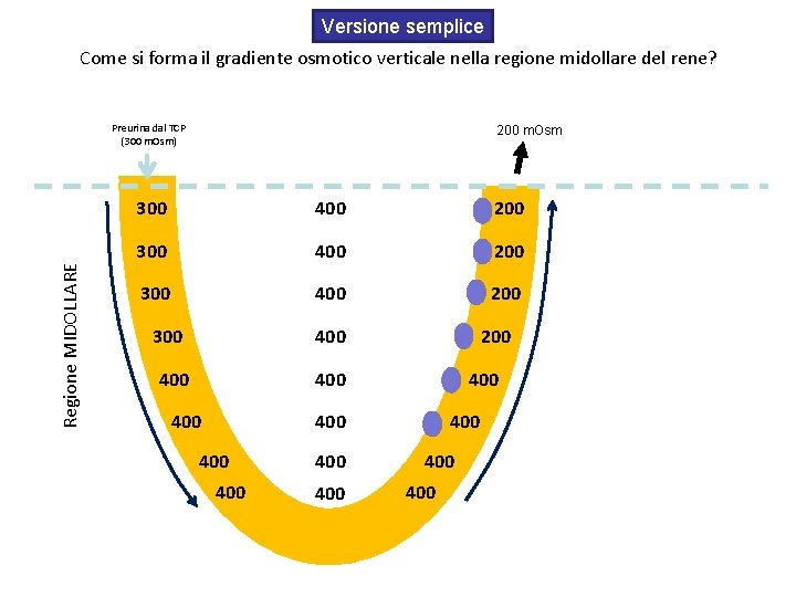 Versione semplice Come si forma il gradiente osmotico verticale nella regione midollare del rene?