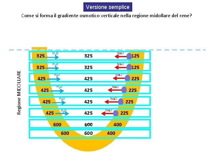 Versione semplice Come si forma il gradiente osmotico verticale nella regione midollare del rene?