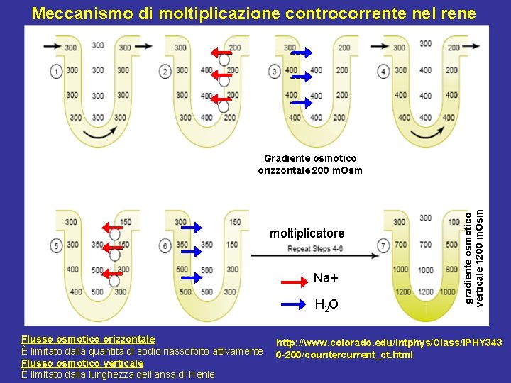 Meccanismo di moltiplicazione controcorrente nel rene Inserire meccanismi formazione gradiente moltiplicatore Na+ H 2