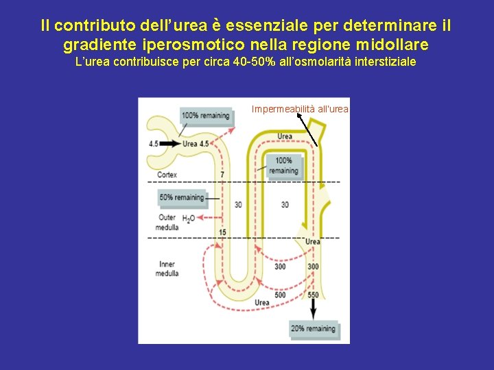 Il contributo dell’urea è essenziale per determinare il gradiente iperosmotico nella regione midollare L’urea