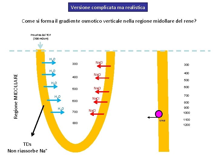 Versione complicata ma realistica Come si forma il gradiente osmotico verticale nella regione midollare