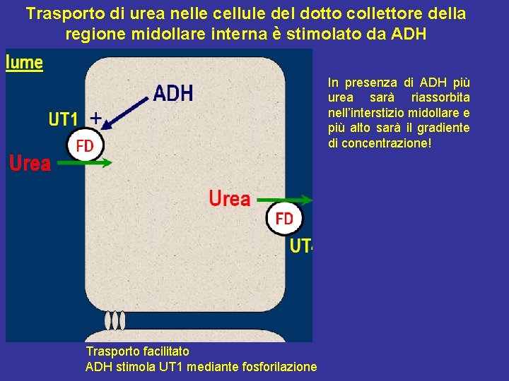 Trasporto di urea nelle cellule del dotto collettore della regione midollare interna è stimolato