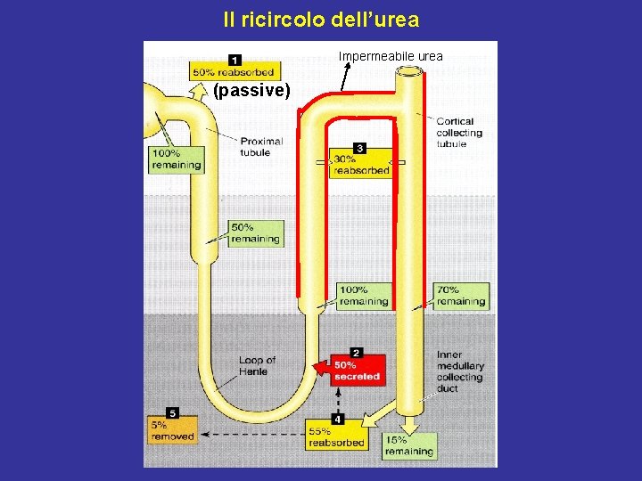 Il ricircolo dell’urea Impermeabile urea (passive) 