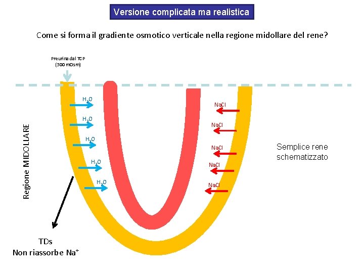 Versione complicata ma realistica Come si forma il gradiente osmotico verticale nella regione midollare