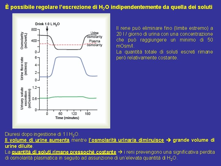 È possibile regolare l’escrezione di H 2 O indipendentemente da quella dei soluti Il