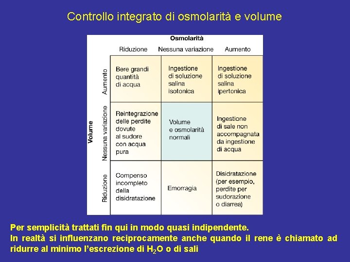 Controllo integrato di osmolarità e volume Per semplicità trattati fin qui in modo quasi