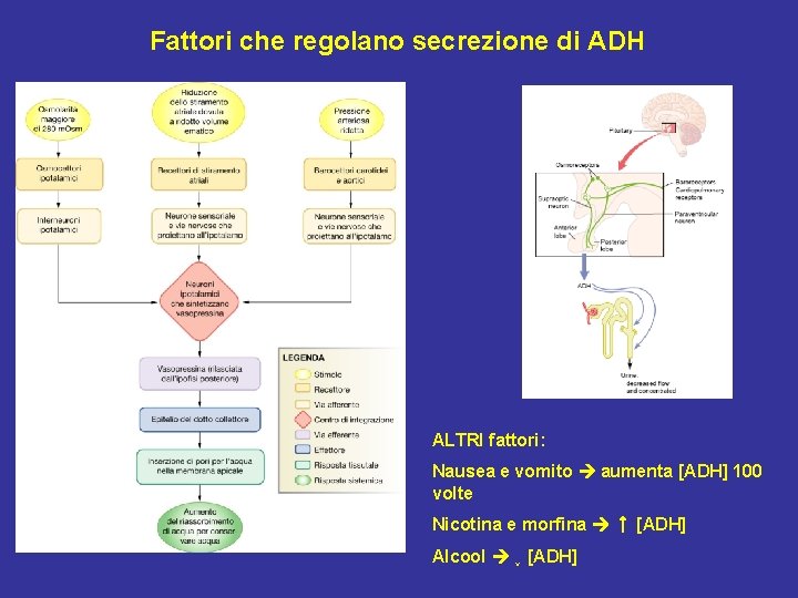 Fattori che regolano secrezione di ADH ALTRI fattori: Nausea e vomito aumenta [ADH] 100