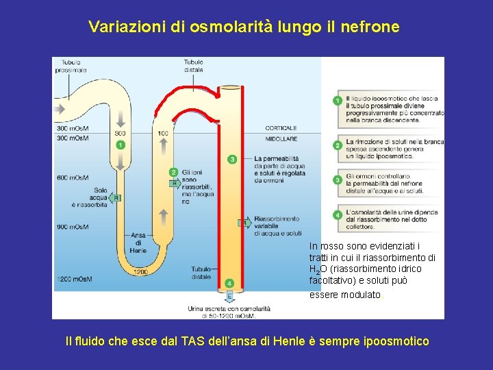 Variazioni di osmolarità lungo il nefrone In rosso sono evidenziati i tratti in cui