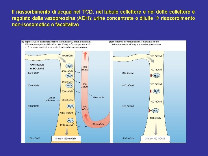 Il riassorbimento di acqua nel TCD, nel tubulo collettore e nel dotto collettore è