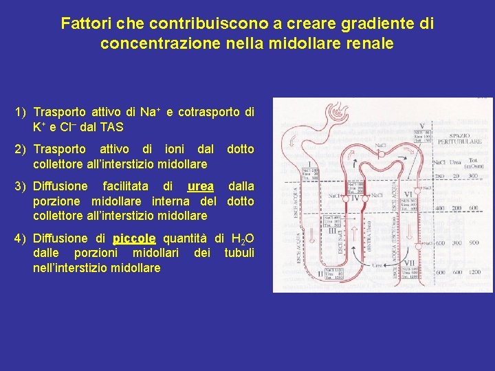 Fattori che contribuiscono a creare gradiente di concentrazione nella midollare renale 1) Trasporto attivo