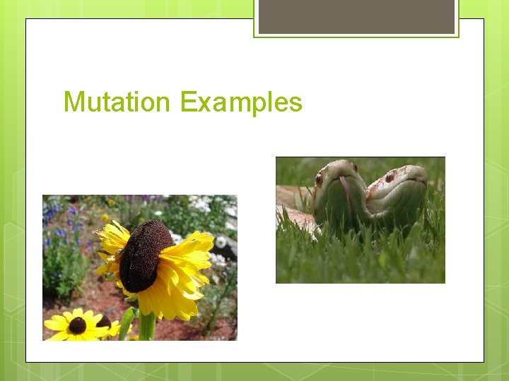 Mutation Examples 