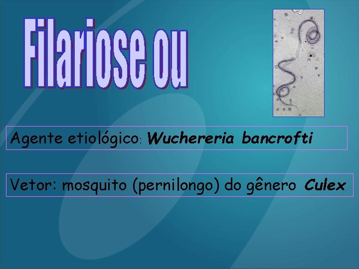 Agente etiológico: Wuchereria bancrofti Vetor: mosquito (pernilongo) do gênero Culex 