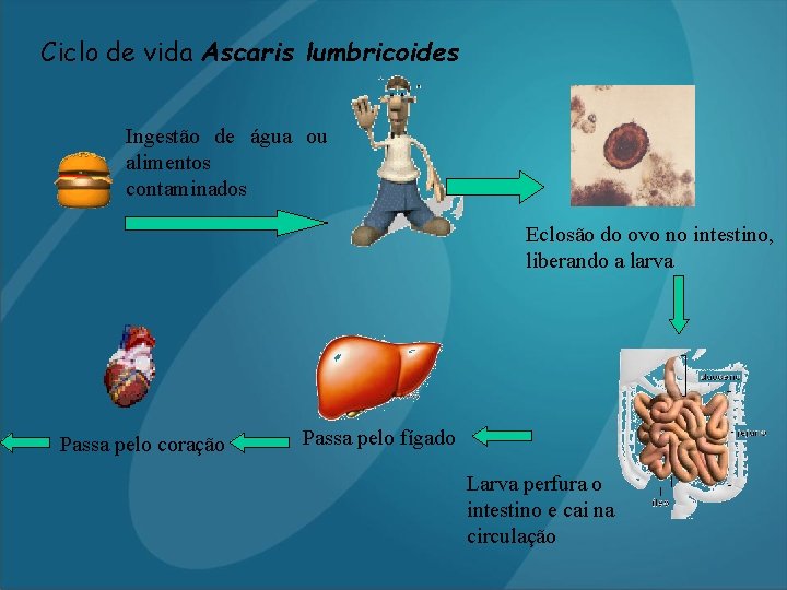 Ciclo de vida Ascaris lumbricoides Ingestão de água ou alimentos contaminados Eclosão do ovo