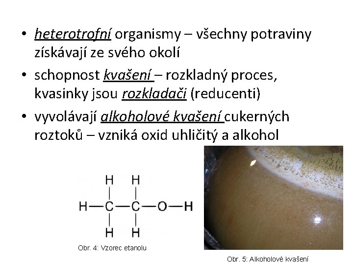  • heterotrofní organismy – všechny potraviny získávají ze svého okolí • schopnost kvašení