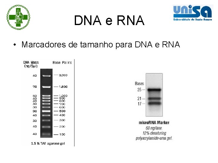 DNA e RNA • Marcadores de tamanho para DNA e RNA 