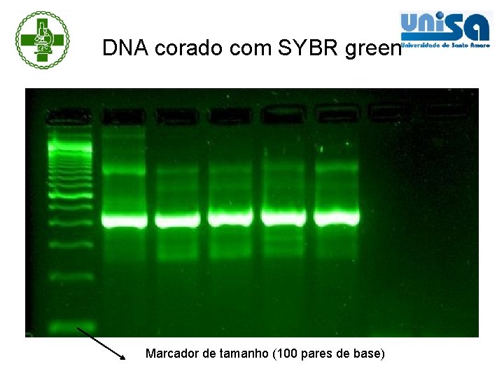 DNA corado com SYBR green Marcador de tamanho (100 pares de base) 