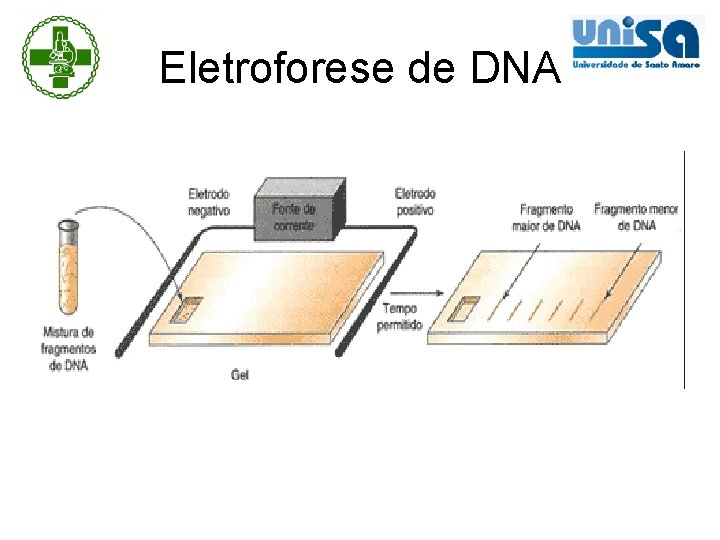 Eletroforese de DNA 