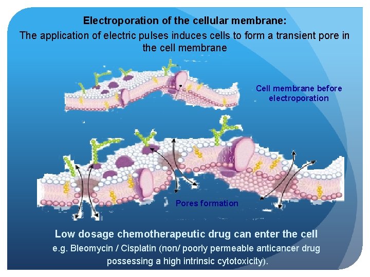Electroporation of the cellular membrane: The application of electric pulses induces cells to form