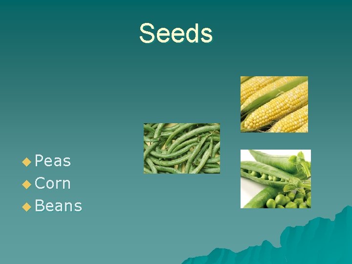Seeds u Peas u Corn u Beans 
