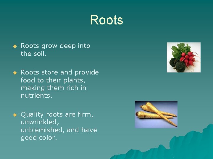 Roots u Roots grow deep into the soil. u Roots store and provide food