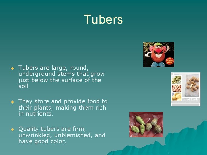 Tubers u Tubers are large, round, underground stems that grow just below the surface