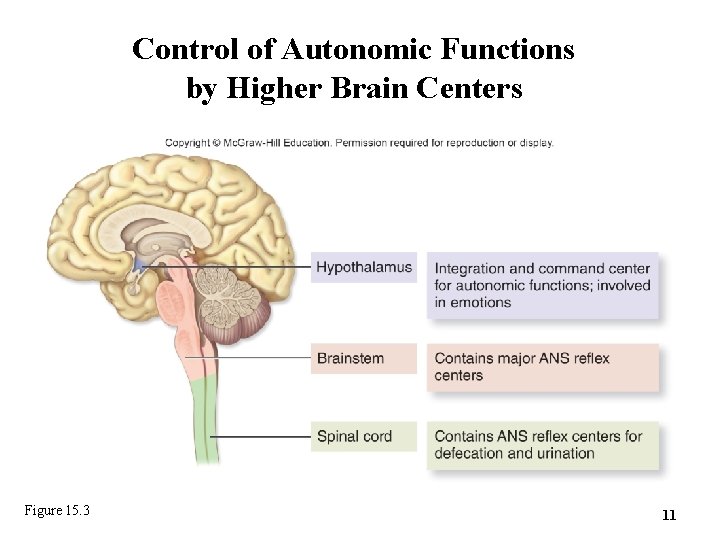 Control of Autonomic Functions by Higher Brain Centers Figure 15. 3 11 