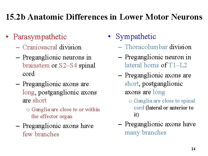 15. 2 b Anatomic Differences in Lower Motor Neurons • Parasympathetic – Craniosacral division