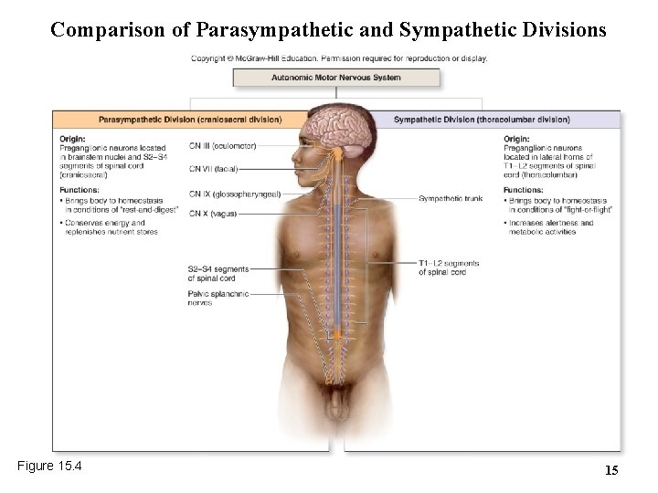 Comparison of Parasympathetic and Sympathetic Divisions Figure 15. 4 15 