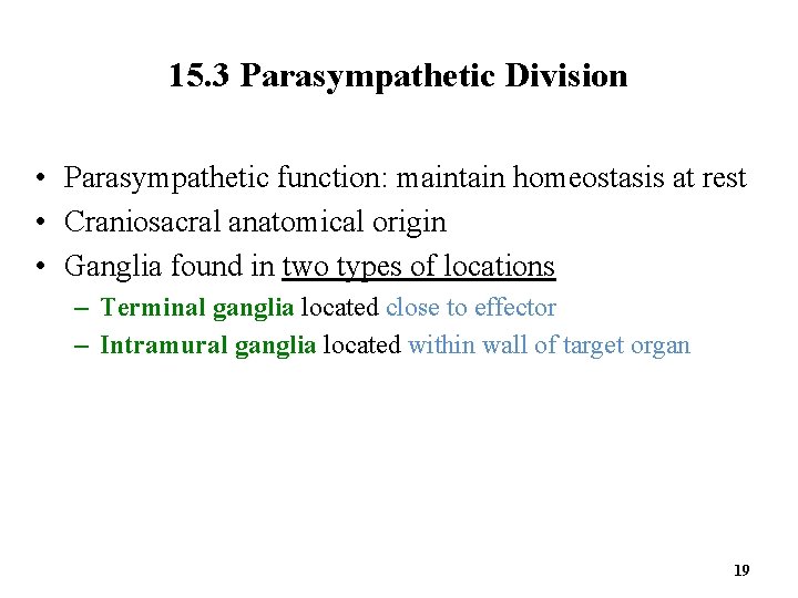 15. 3 Parasympathetic Division • Parasympathetic function: maintain homeostasis at rest • Craniosacral anatomical