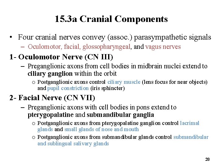 15. 3 a Cranial Components • Four cranial nerves convey (assoc. ) parasympathetic signals