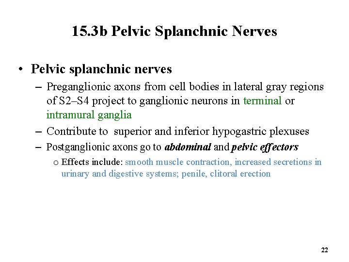 15. 3 b Pelvic Splanchnic Nerves • Pelvic splanchnic nerves – Preganglionic axons from