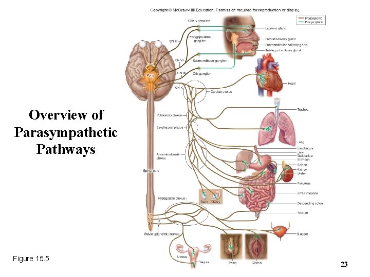 Overview of Parasympathetic Pathways Figure 15. 5 23 