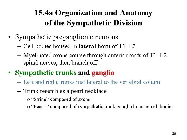 15. 4 a Organization and Anatomy of the Sympathetic Division • Sympathetic preganglionic neurons