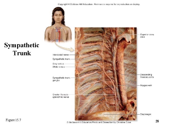 Sympathetic Trunk Figure 15. 7 28 