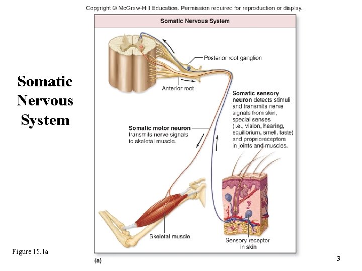 Somatic Nervous System Figure 15. 1 a 3 